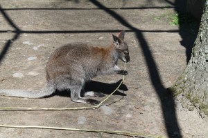 IMG_8224