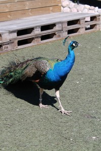 IMG_8236